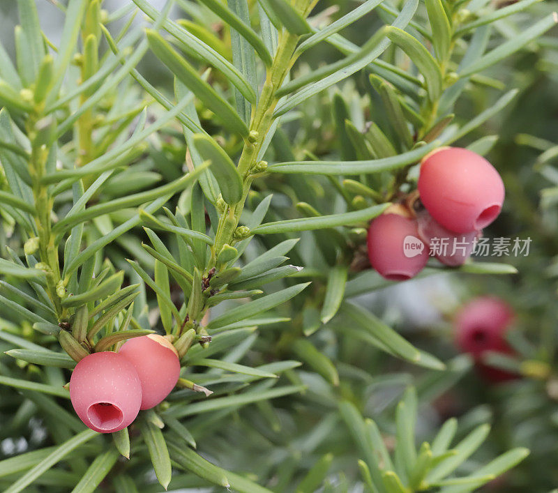 红豆杉(Taxus baccata)红浆果